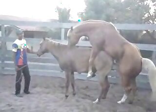 Konj porno video Konj jebe